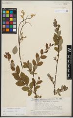 Foto von Salix starkeana Willd.